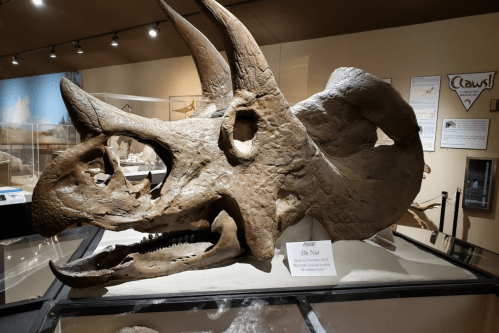 Fossilized Triceratops skull displayed in a museum, showcasing its distinctive three horns and large frill.