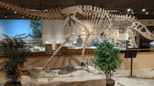 A dinosaur skeleton of Albertosaurus displayed in a museum, surrounded by plants and exhibits.