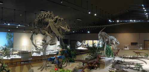 A museum display featuring dinosaur skeletons and models, surrounded by plants and exhibits.