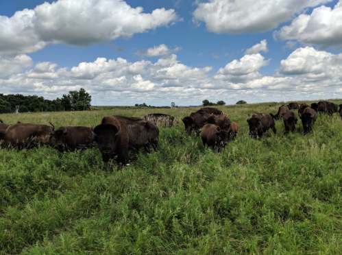 A herd of bison grazing in a lush green field under a blue sky with fluffy clouds.
