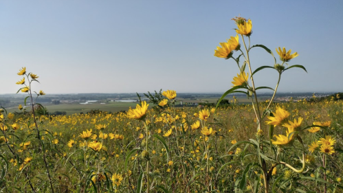 A vibrant field of yellow flowers stretches across the landscape under a clear blue sky.