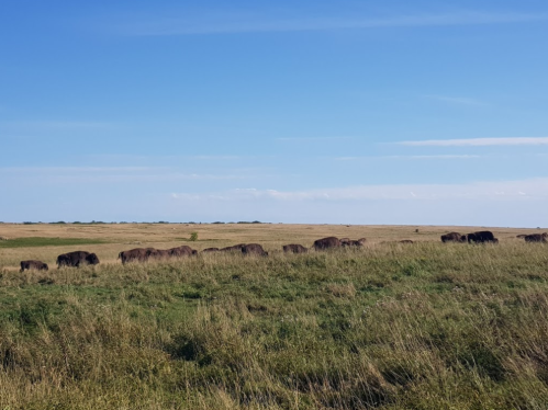 A herd of bison grazing in a grassy field under a clear blue sky.