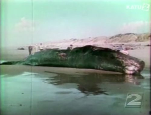 A large whale lies stranded on a beach, with people nearby and a coastal landscape in the background.
