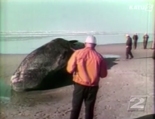 A group of people on a beach examines a large whale stranded on the shore. Waves are visible in the background.