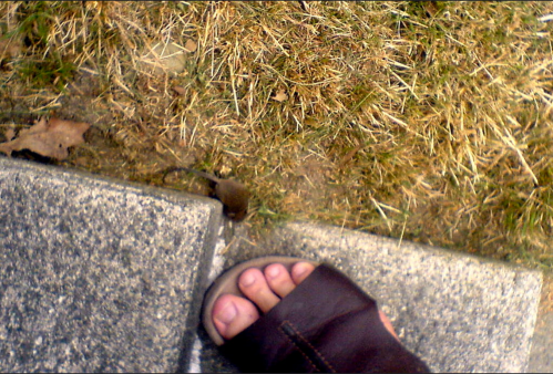 A close-up of a foot in a sandal next to a small mouse on grass and pavement.