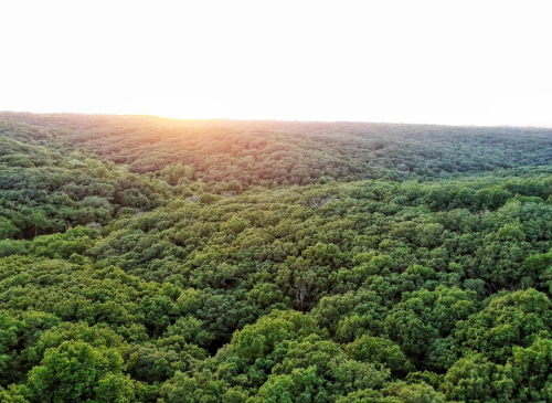 Aerial view of a lush green forest at sunset, with the sun casting a warm glow over the treetops.