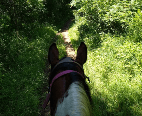View from atop a horse, looking down a grassy trail surrounded by lush greenery.