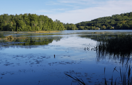 A serene lake surrounded by lush green trees, reflecting the sky and vegetation on its calm surface.