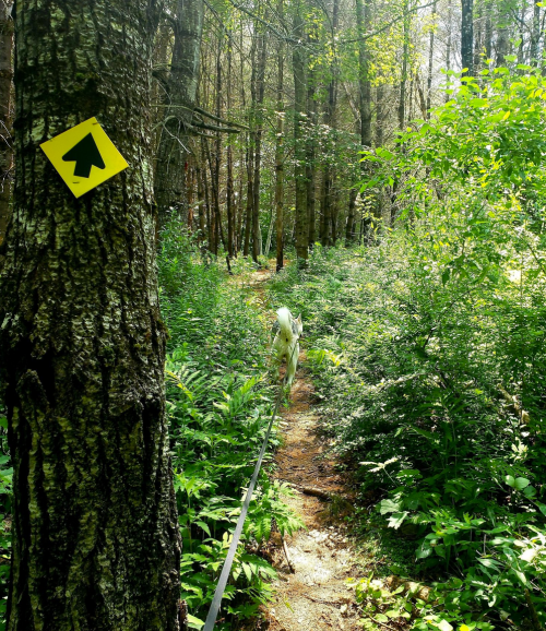 A dog on a leash walks along a narrow trail in a lush, green forest, with a directional sign on a tree.