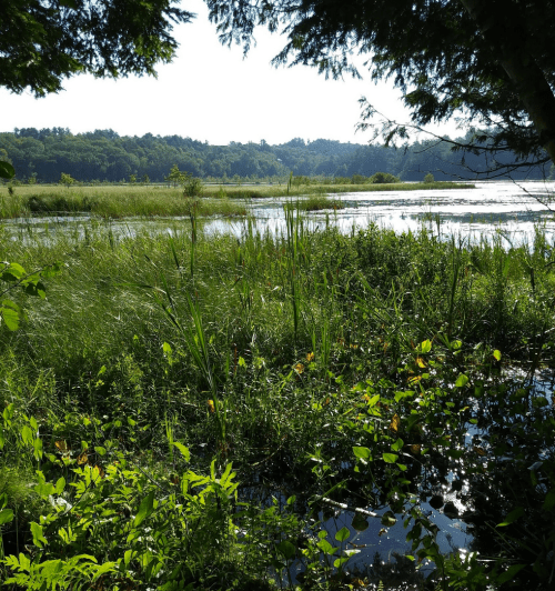Lush green wetlands with tall grasses and water reflecting sunlight, surrounded by trees and distant hills.