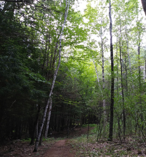 A serene forest path surrounded by tall green trees and dappled sunlight filtering through the leaves.