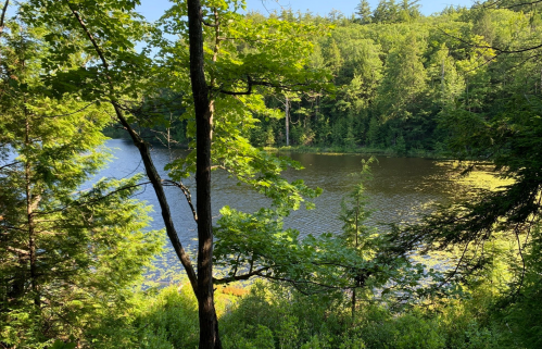 A serene lake surrounded by lush green trees and foliage, reflecting the clear blue sky.