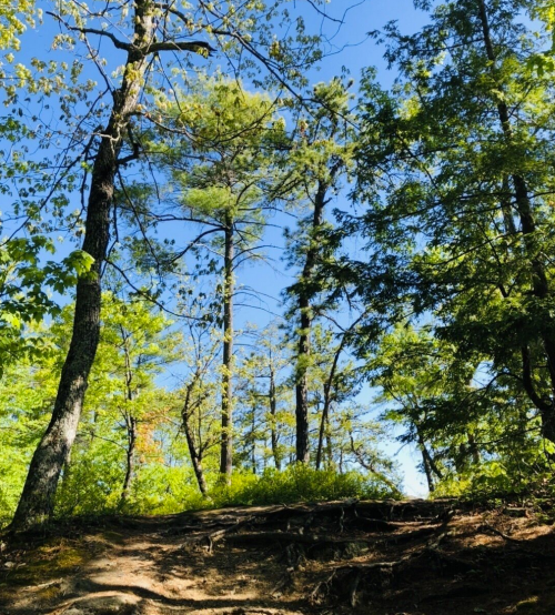 A serene forest scene with tall trees and a clear blue sky, showcasing lush greenery and a dirt path.
