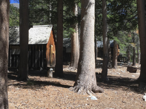 Two rustic wooden cabins nestled among tall trees in a forested area, with scattered leaves on the ground.