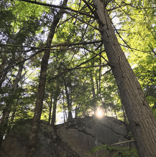 Sunlight filters through tall trees in a lush forest, illuminating a rocky outcrop below.