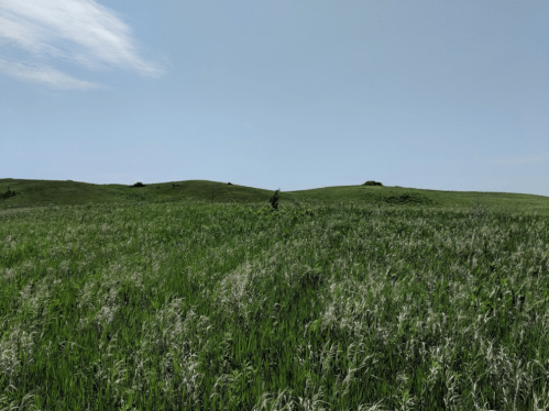 A vast green landscape with rolling hills under a clear blue sky, featuring tall grasses swaying in the breeze.
