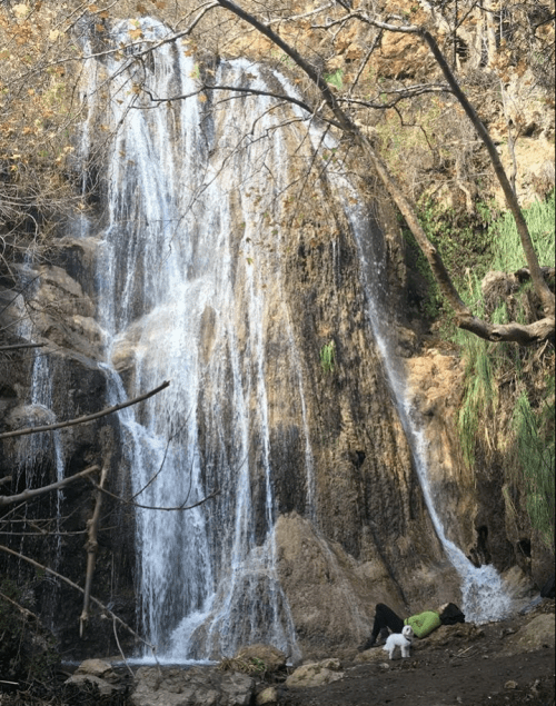 A waterfall cascades down rocky terrain, surrounded by trees and greenery, with a person and a dog nearby.