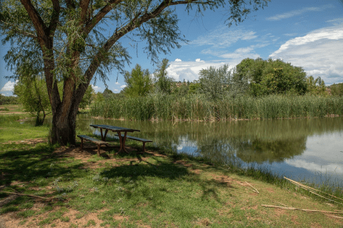 A serene lakeside scene with a picnic table under a tree, surrounded by tall grass and lush greenery.