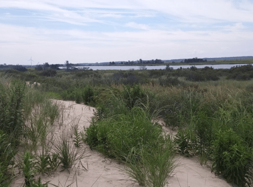 A sandy area with tall grass and shrubs, overlooking a calm body of water under a cloudy sky.