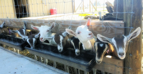 A row of goats with varying colors peering over a feeding trough in a barn setting.