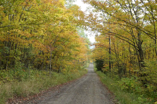 A gravel road lined with vibrant autumn trees in shades of orange and yellow, leading into the distance.