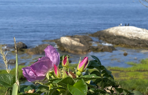 A close-up of pink flowers in the foreground with a rocky shoreline and calm blue water in the background.