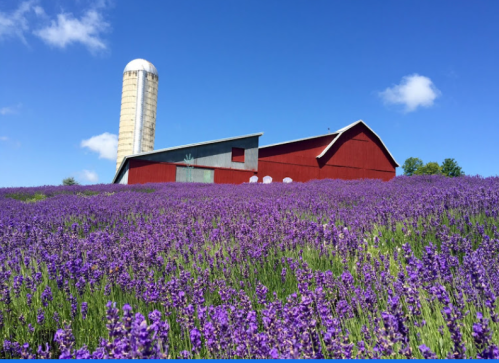A red barn surrounded by vibrant purple lavender fields under a clear blue sky.