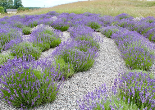 A field of vibrant purple lavender plants arranged in wavy patterns, surrounded by gravel and green grass.