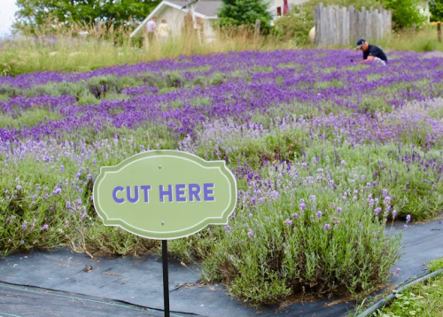 A lavender field with a sign that says "CUT HERE" in the foreground and a person picking lavender in the background.
