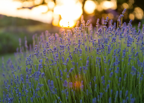 Lavender flowers in bloom with a sunset in the background, creating a serene and colorful scene.