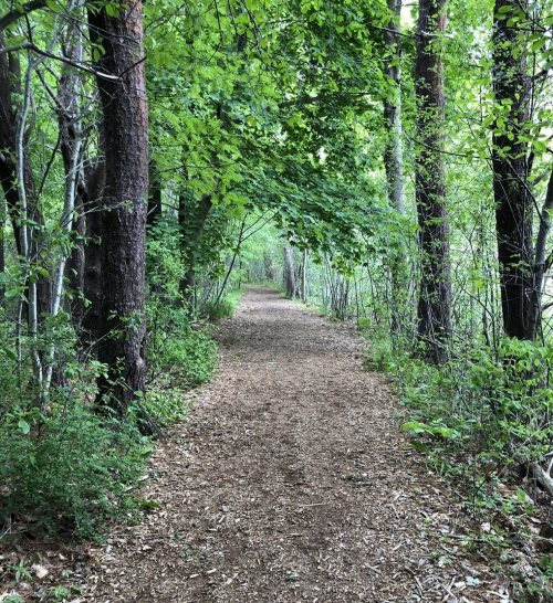 A serene forest path lined with trees and greenery, inviting exploration through nature.
