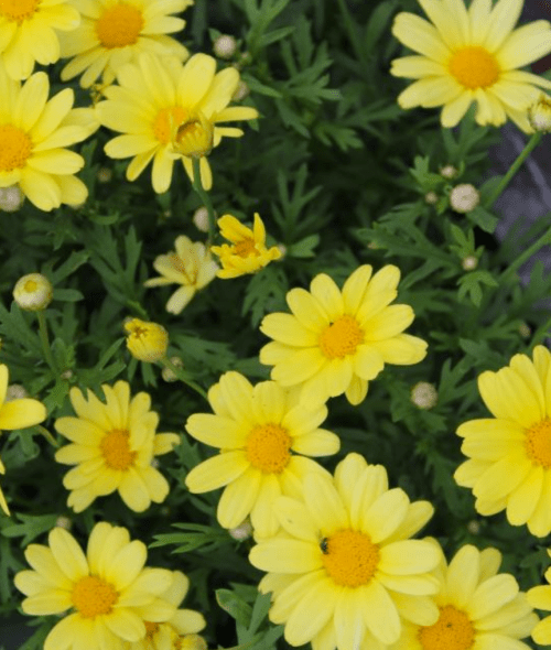 A vibrant cluster of yellow daisies with green leaves, showcasing various blooms and buds.