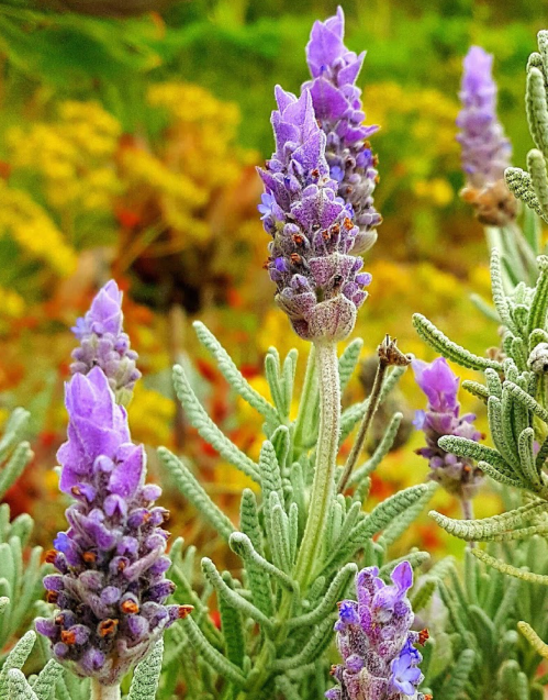 Close-up of lavender flowers with vibrant purple blooms and green foliage in a blurred background.