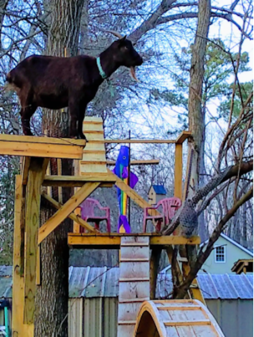 A goat stands on a wooden platform in a tree, overlooking colorful chairs and a slide below.