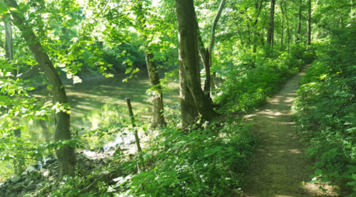A serene forest path alongside a river, surrounded by lush green trees and foliage.