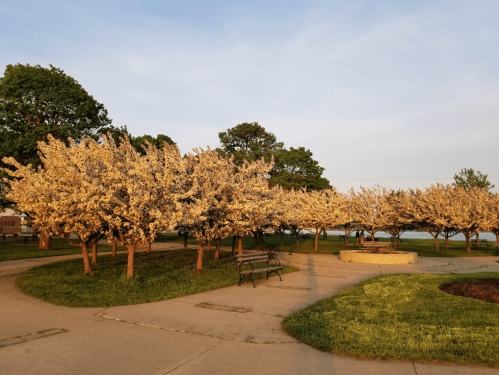 Blossoming trees line a park path, with a bench and grassy area under a clear sky during sunset.