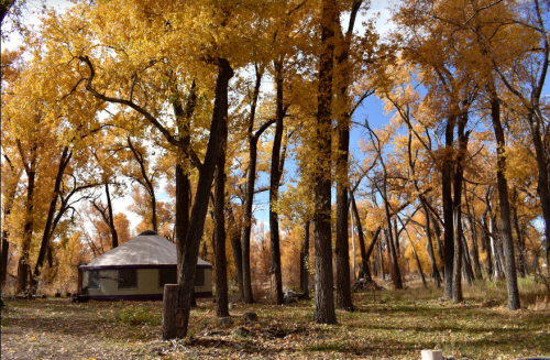 A yurt surrounded by tall trees with vibrant yellow autumn leaves under a clear blue sky.