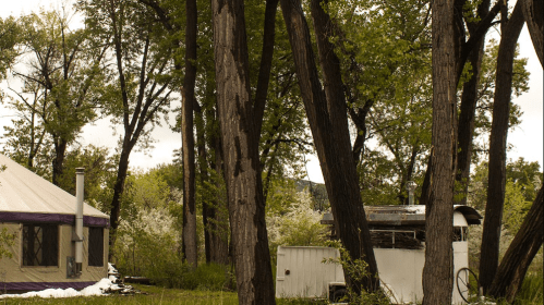 A yurt and a trailer are nestled among tall trees in a lush, green forest setting.