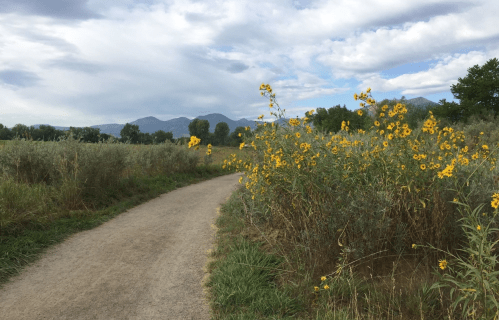 A winding path through a grassy area with tall sunflowers and mountains in the background under a cloudy sky.