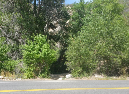 A pathway through dense greenery leading into a wooded area, viewed from a roadside.
