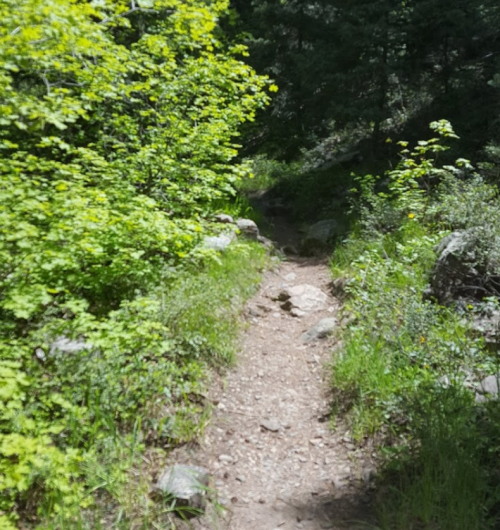 A narrow dirt path winds through lush green foliage and trees in a serene outdoor setting.