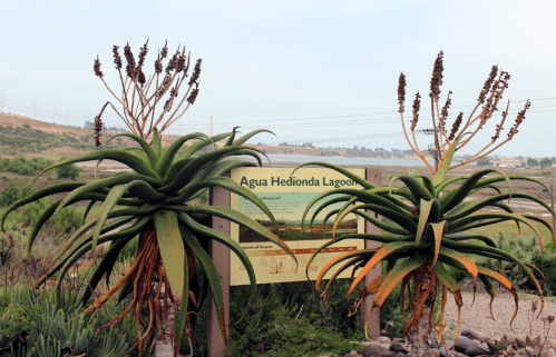 Two aloe plants in front of a sign for Agua Hedionda Lagoon, with a scenic landscape in the background.
