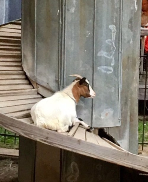 A goat sitting on a wooden ramp, looking to the side, with a metal structure in the background.