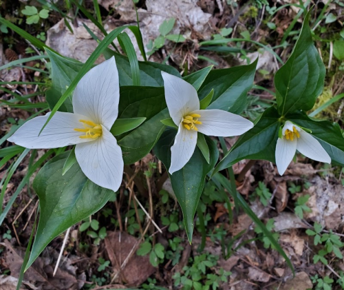 Three white trillium flowers with yellow centers, surrounded by green leaves and forest floor foliage.