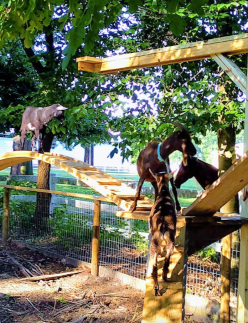 Three goats play on a wooden structure in a lush, green outdoor setting.
