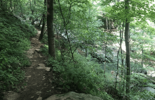 A narrow, rocky trail winds through lush green trees beside a stream in a serene forest setting.