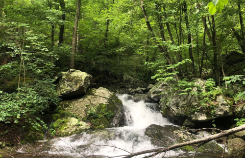 A serene forest scene featuring a small waterfall cascading over rocks, surrounded by lush green trees and foliage.