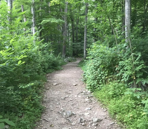 A winding dirt path through a lush green forest, surrounded by trees and dense foliage.