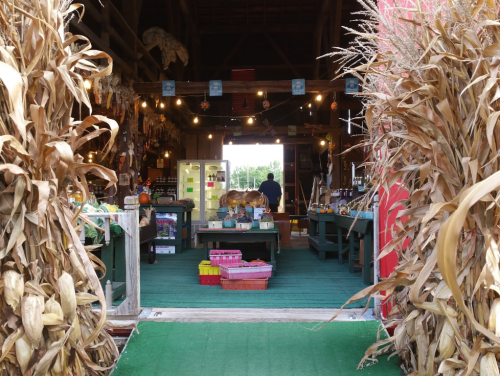 A view of a rustic store entrance framed by corn stalks, with shelves of goods and a person inside.