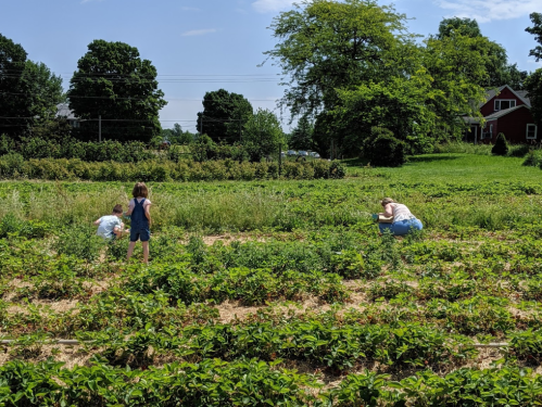 Two children and an adult are picking strawberries in a sunny field, surrounded by lush greenery and trees.